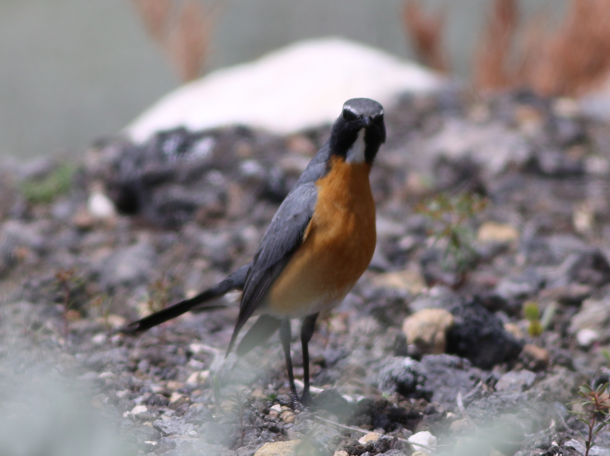White-throated Robin